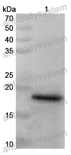 Anti-Monkeypox virus/MPXV F3L Polyclonal Antibody